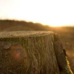 Spencer Torphy Profile Picture