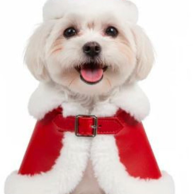 Santa Dog  Profile Picture